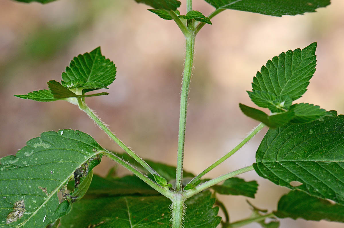 Galeopsis speciosa / Galeopside splendida